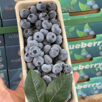 优质进口蓝莓