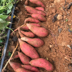 红薯供应批发农场直供